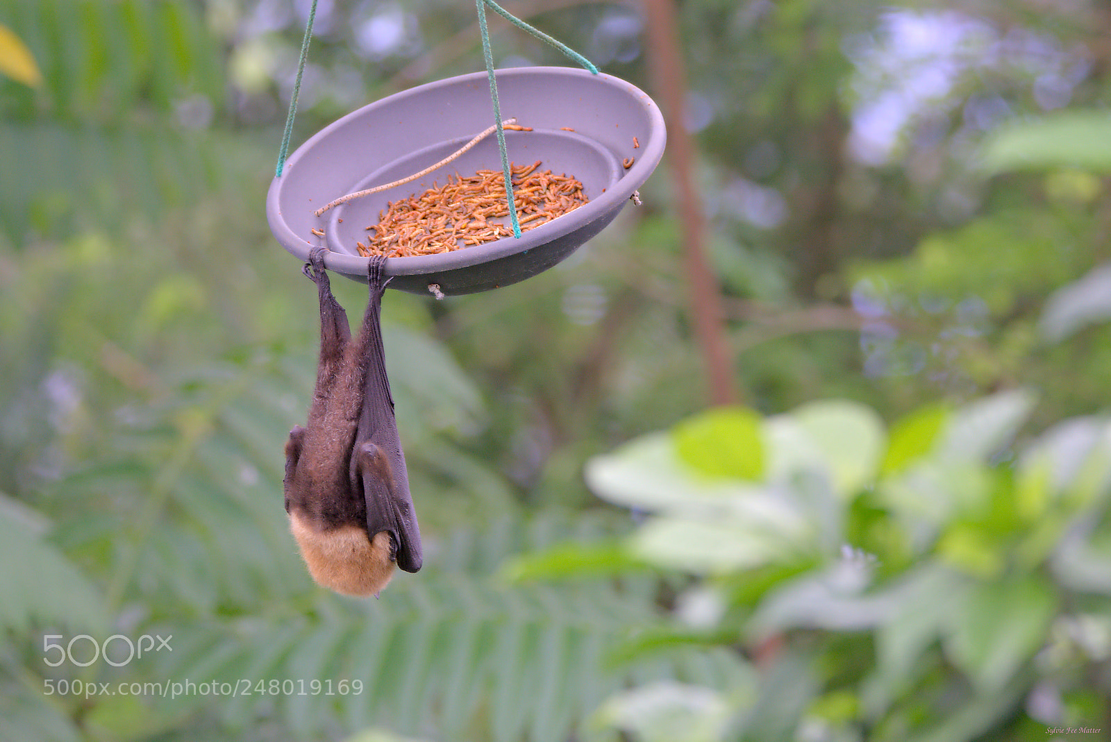 Nikon D7200 sample photo. Hang on photography