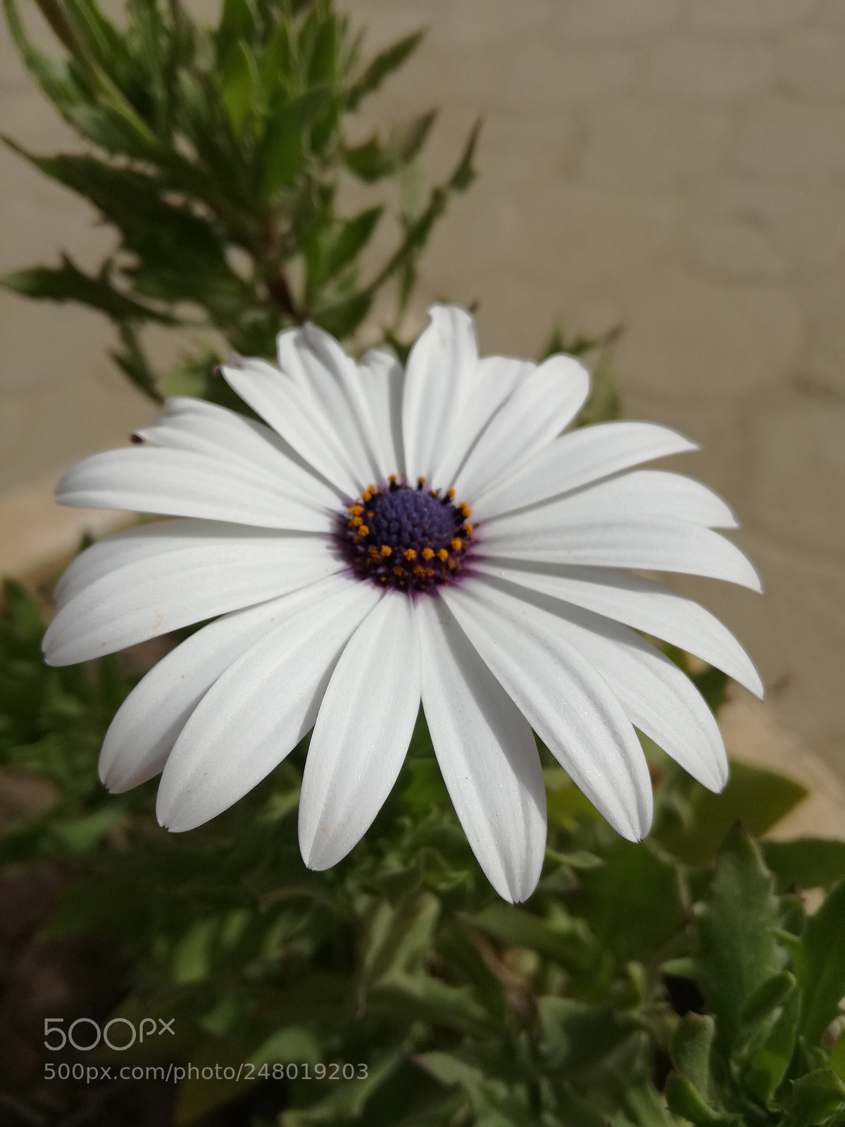 HUAWEI P9 LITE sample photo. Untitled photography