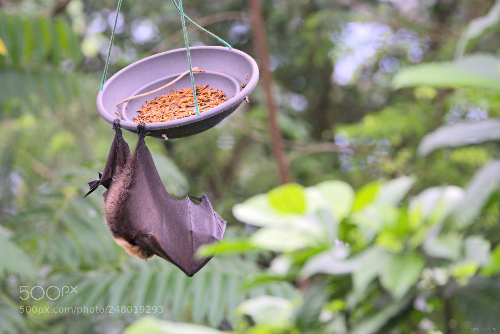 Nikon D7200 sample photo. Preen photography