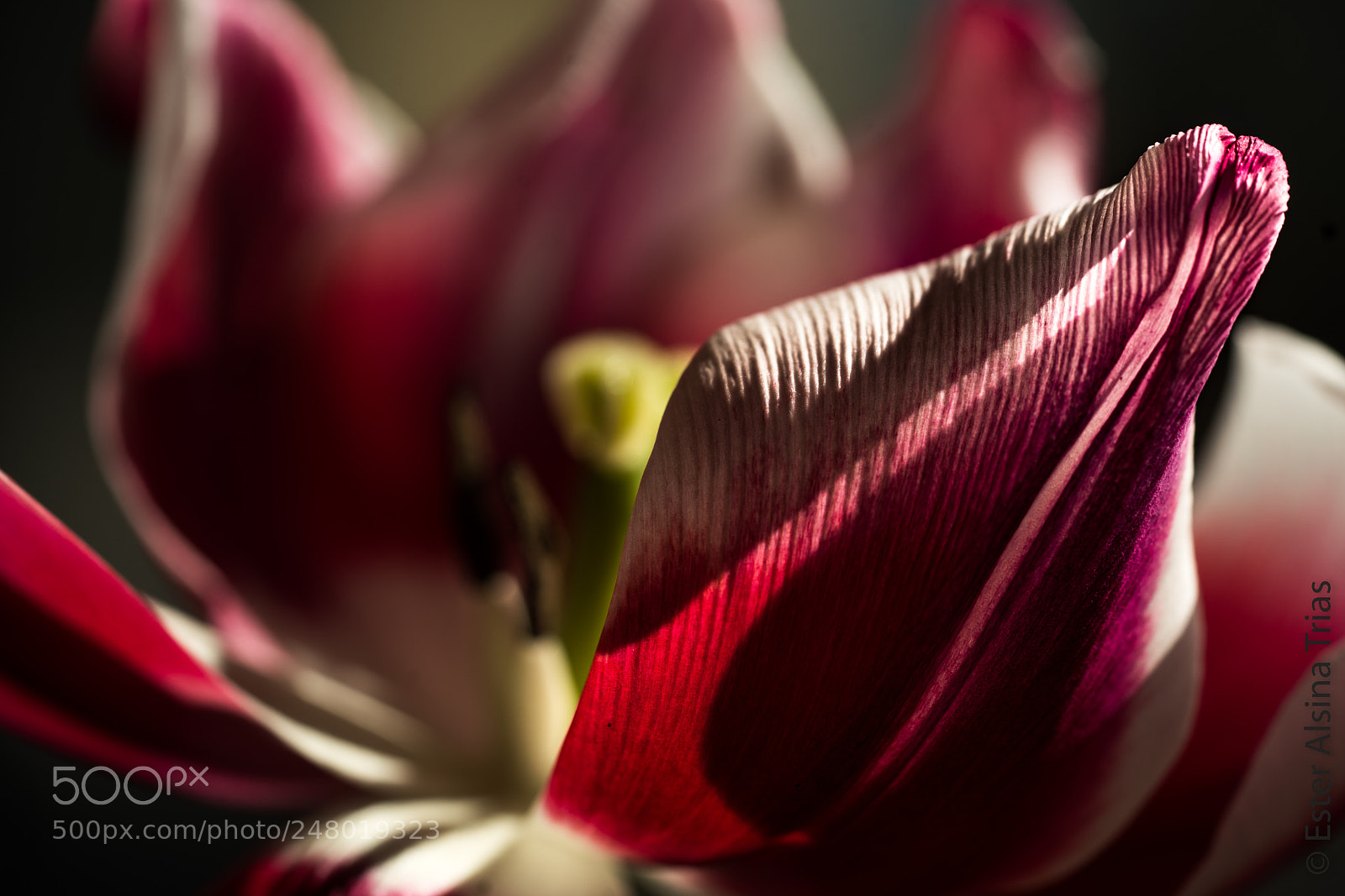 Sony a7R II sample photo. Bonita flor photography