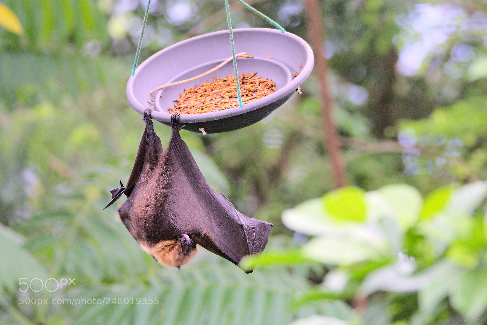 Nikon D7200 sample photo. Preen 2 photography