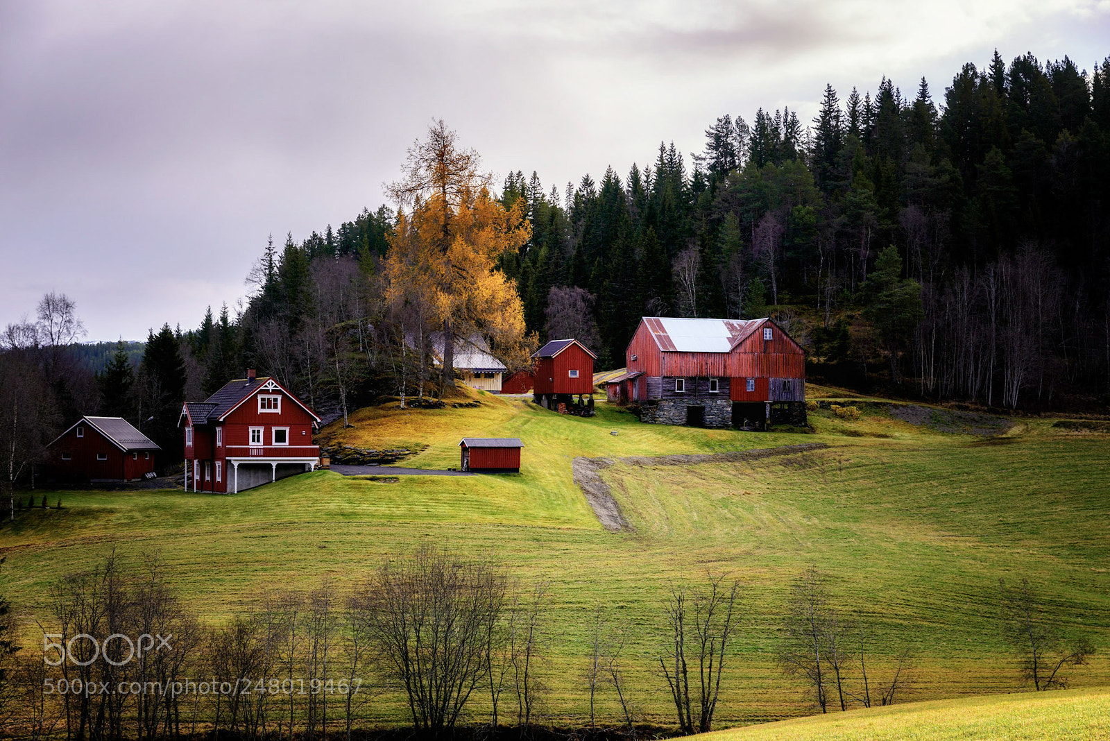 Nikon D610 sample photo. Rural autumn photography
