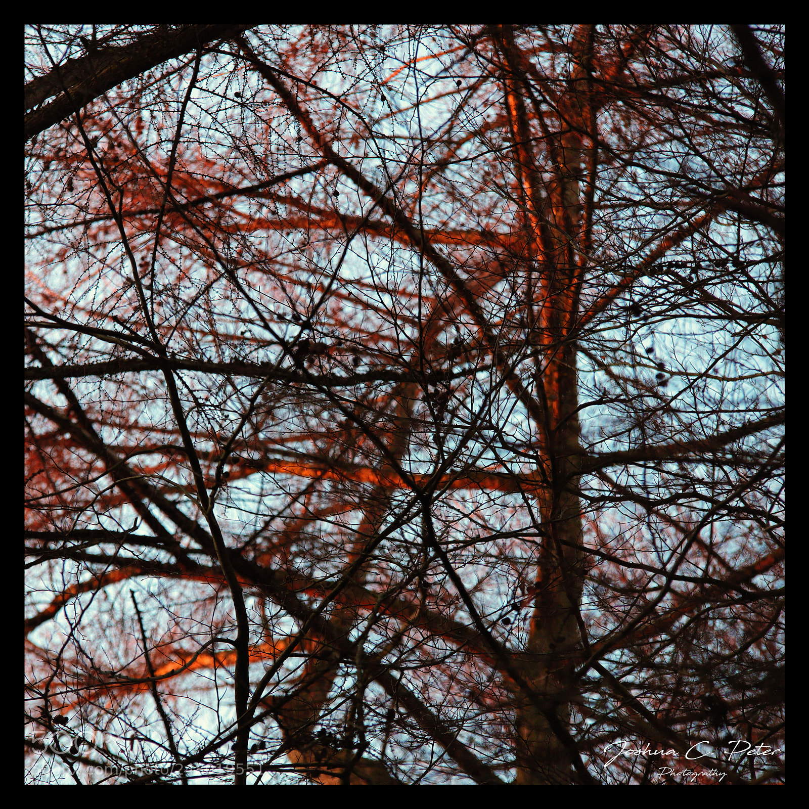 Canon EOS 6D Mark II sample photo. In the trees photography