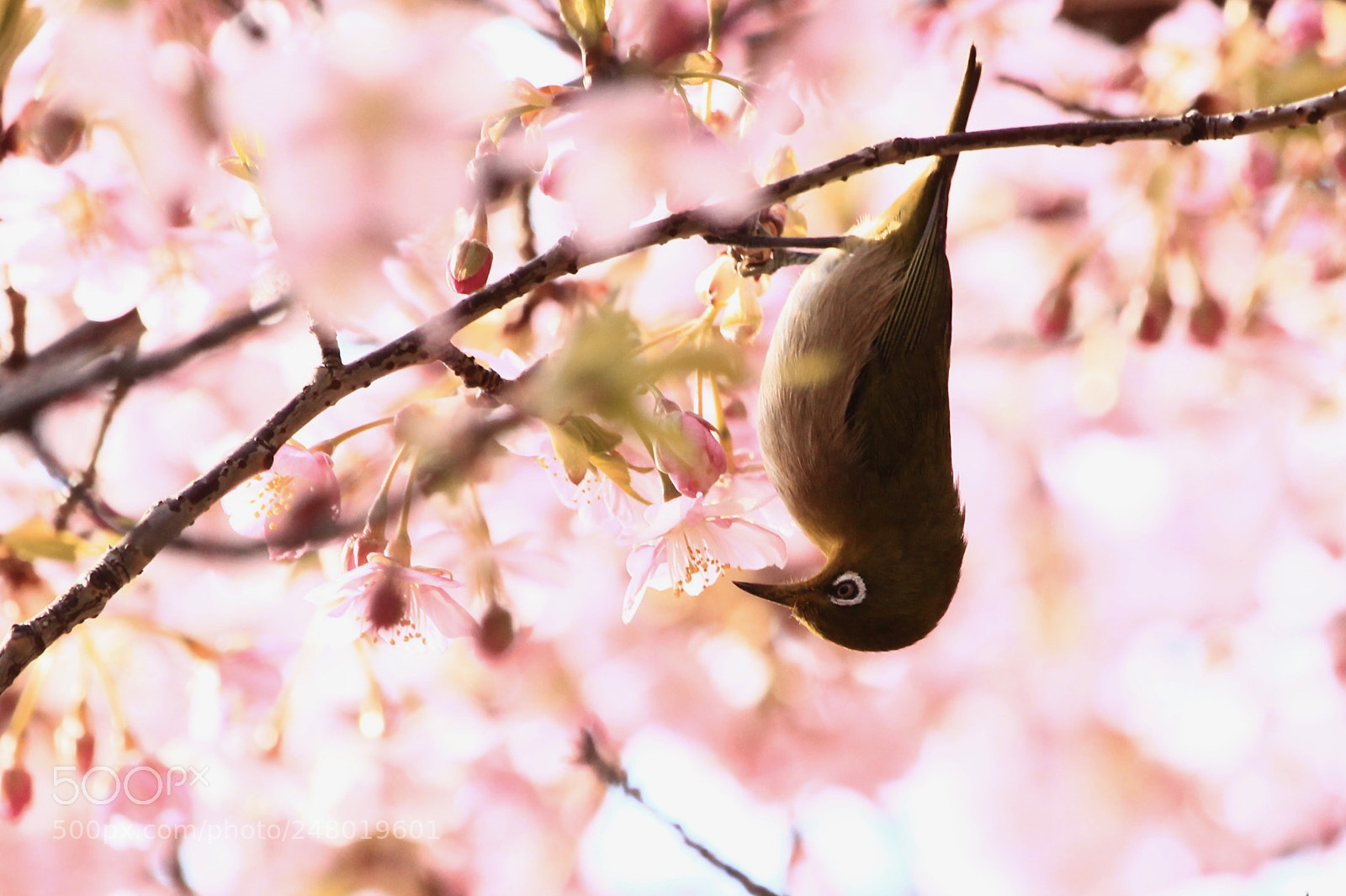 Canon EOS 700D (EOS Rebel T5i / EOS Kiss X7i) sample photo. Sakura ... photography