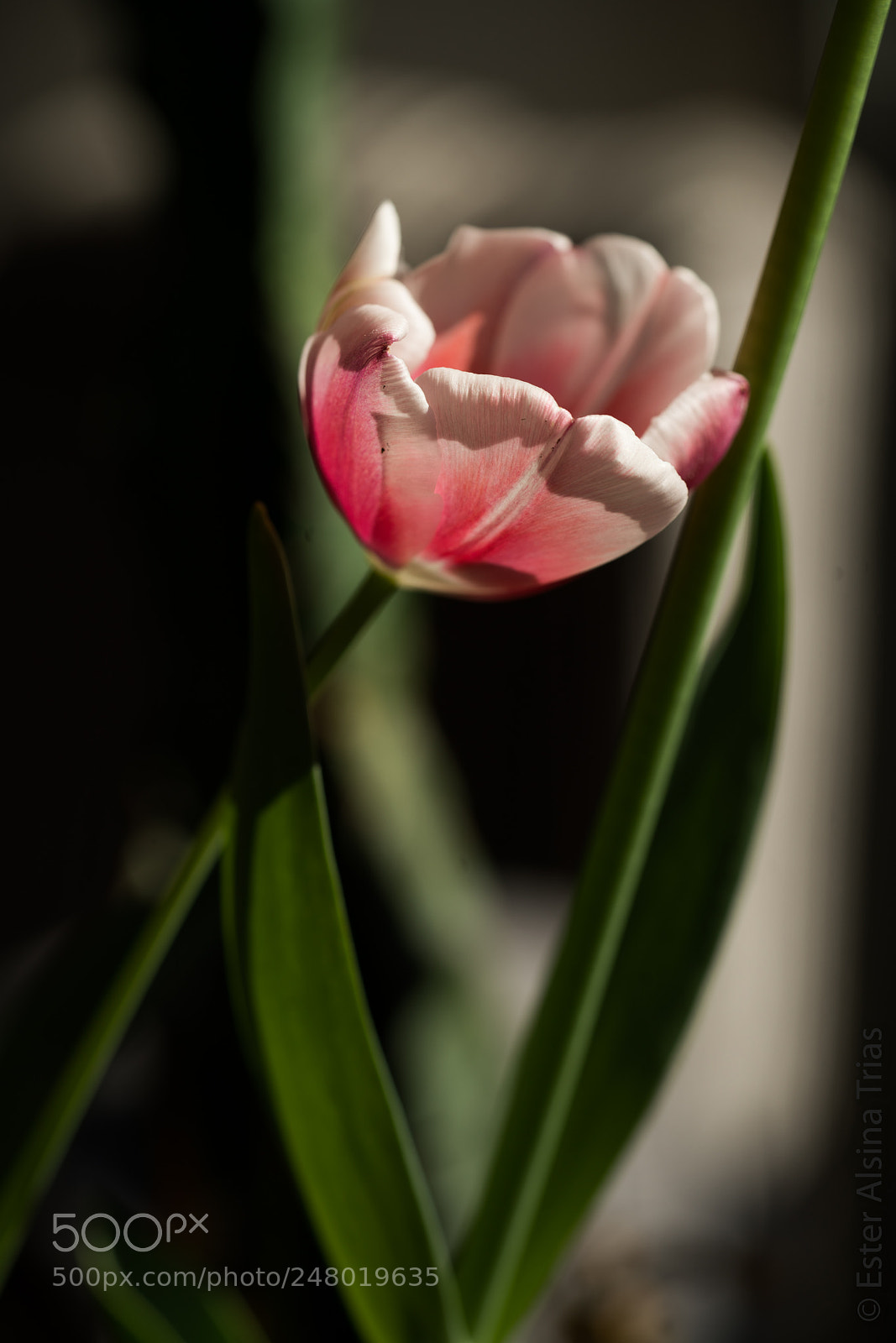 Sony a7R II sample photo. Tulip photography