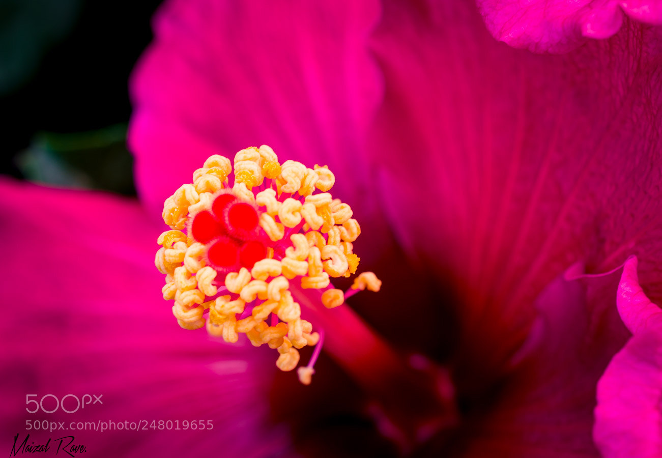 Nikon D3400 sample photo. Estambres. photography