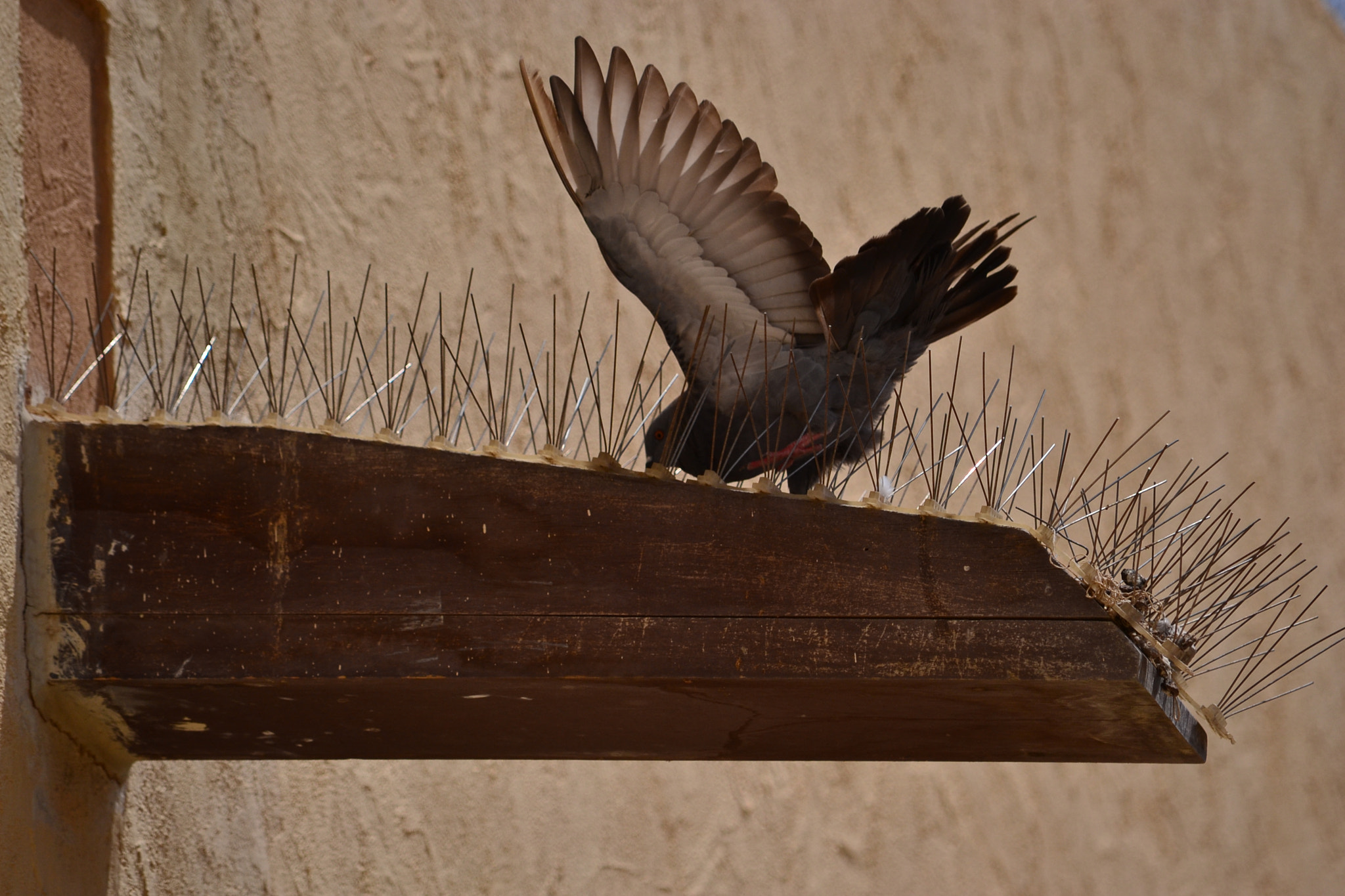 Nikon D3100 sample photo. Struggle and painful photography