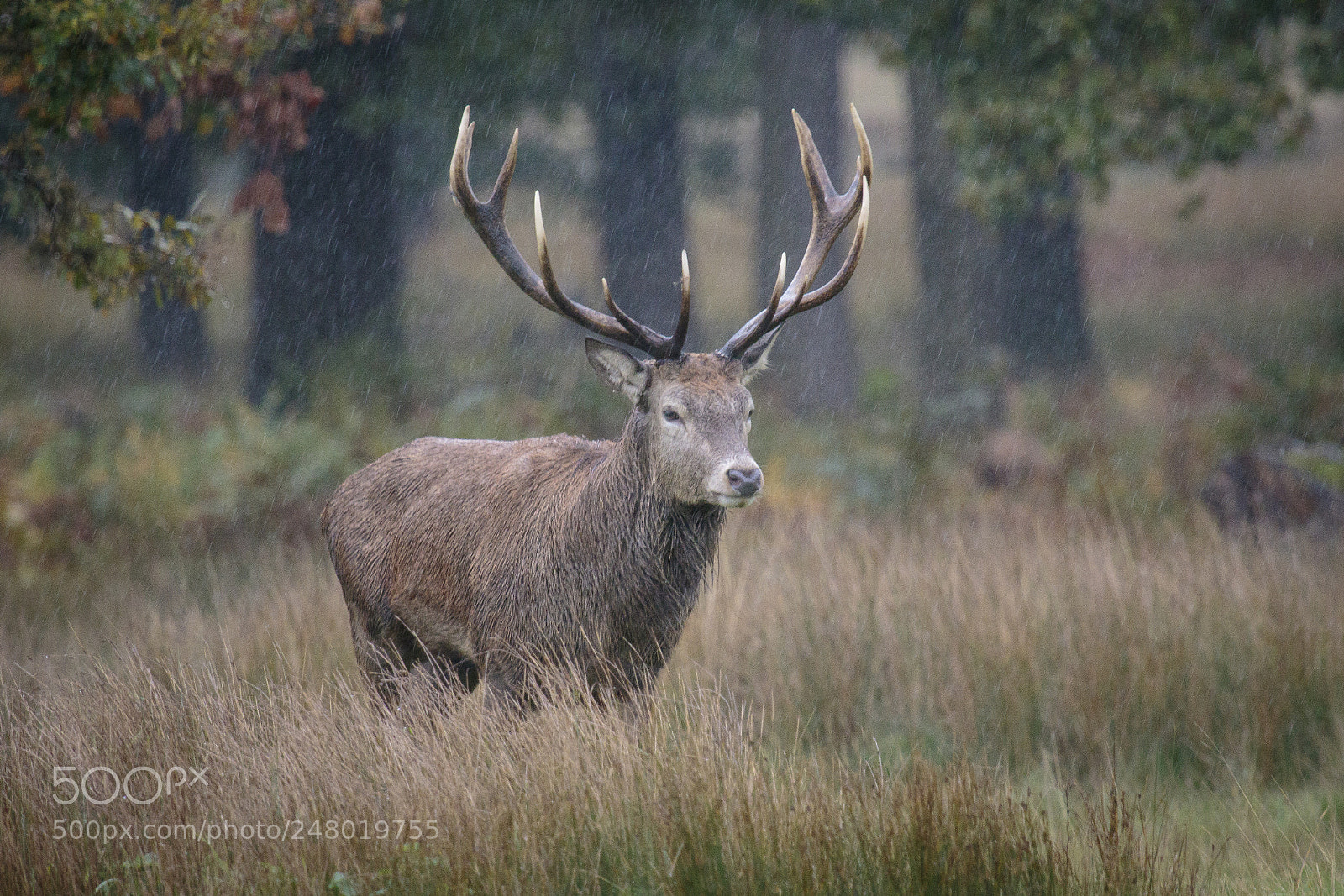 Canon EOS 7D Mark II sample photo. Deer in the rain photography