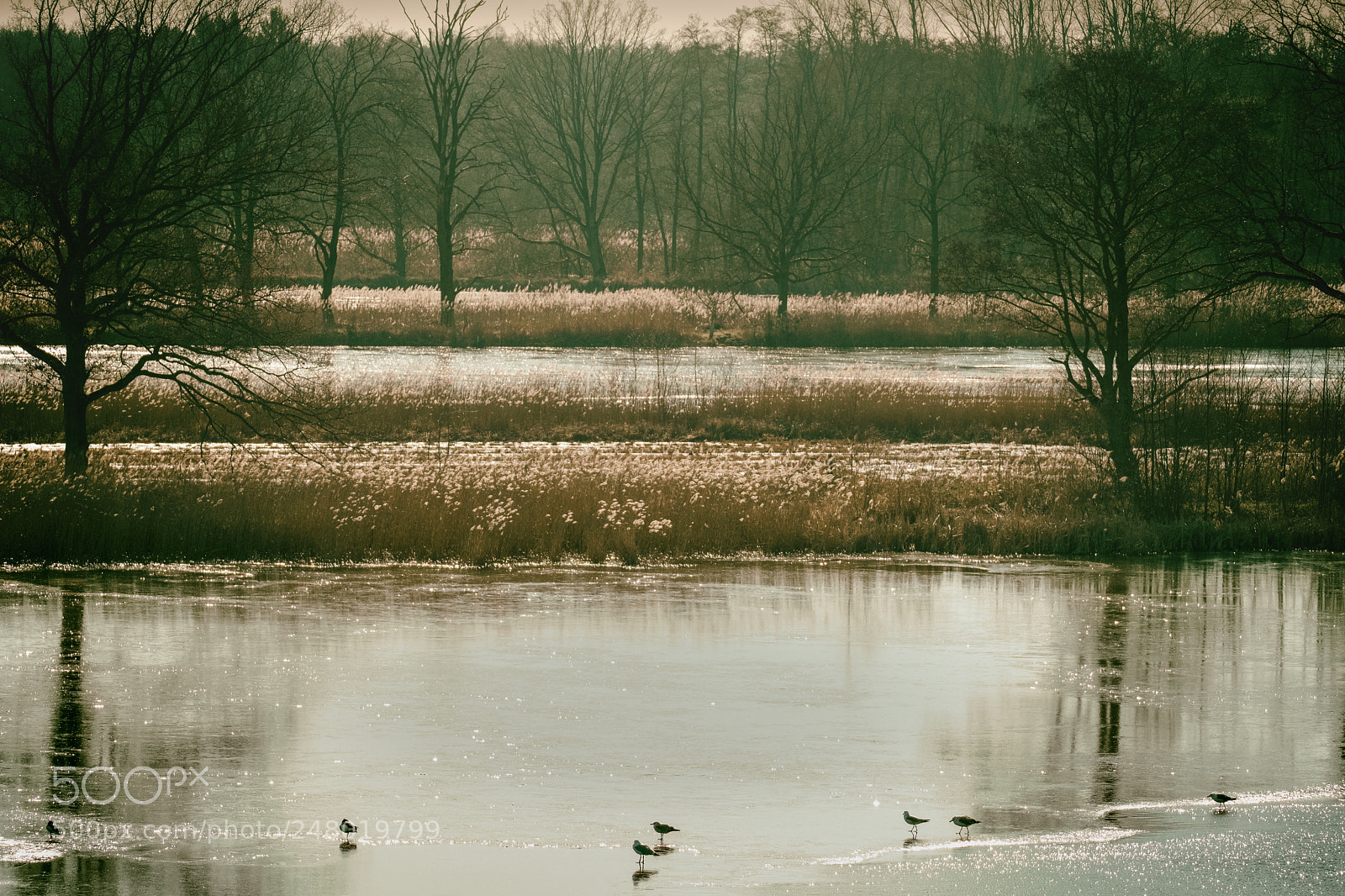 Fujifilm X-T2 sample photo. On golden pond photography