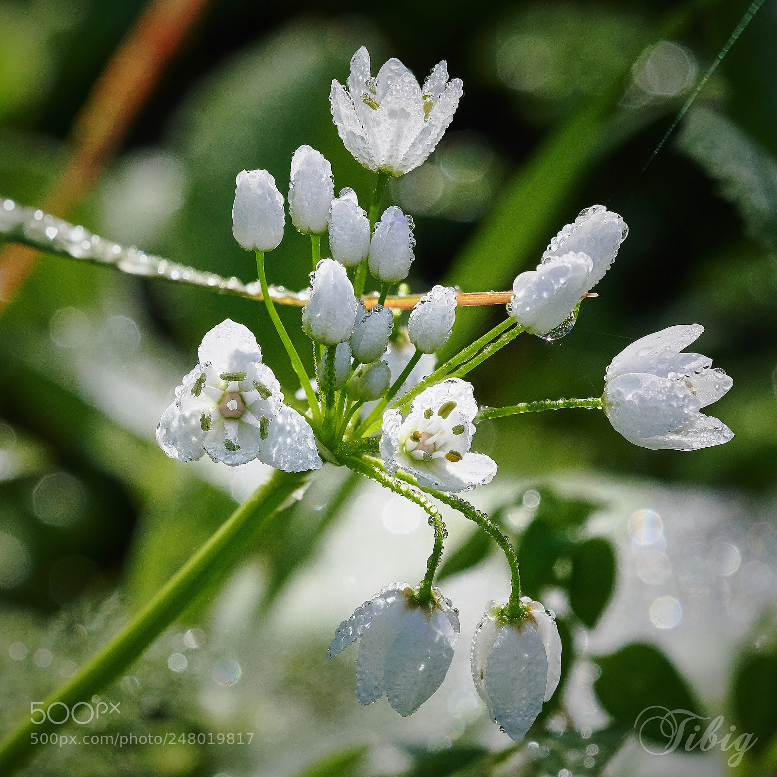 Nikon D500 sample photo. Garlic photography
