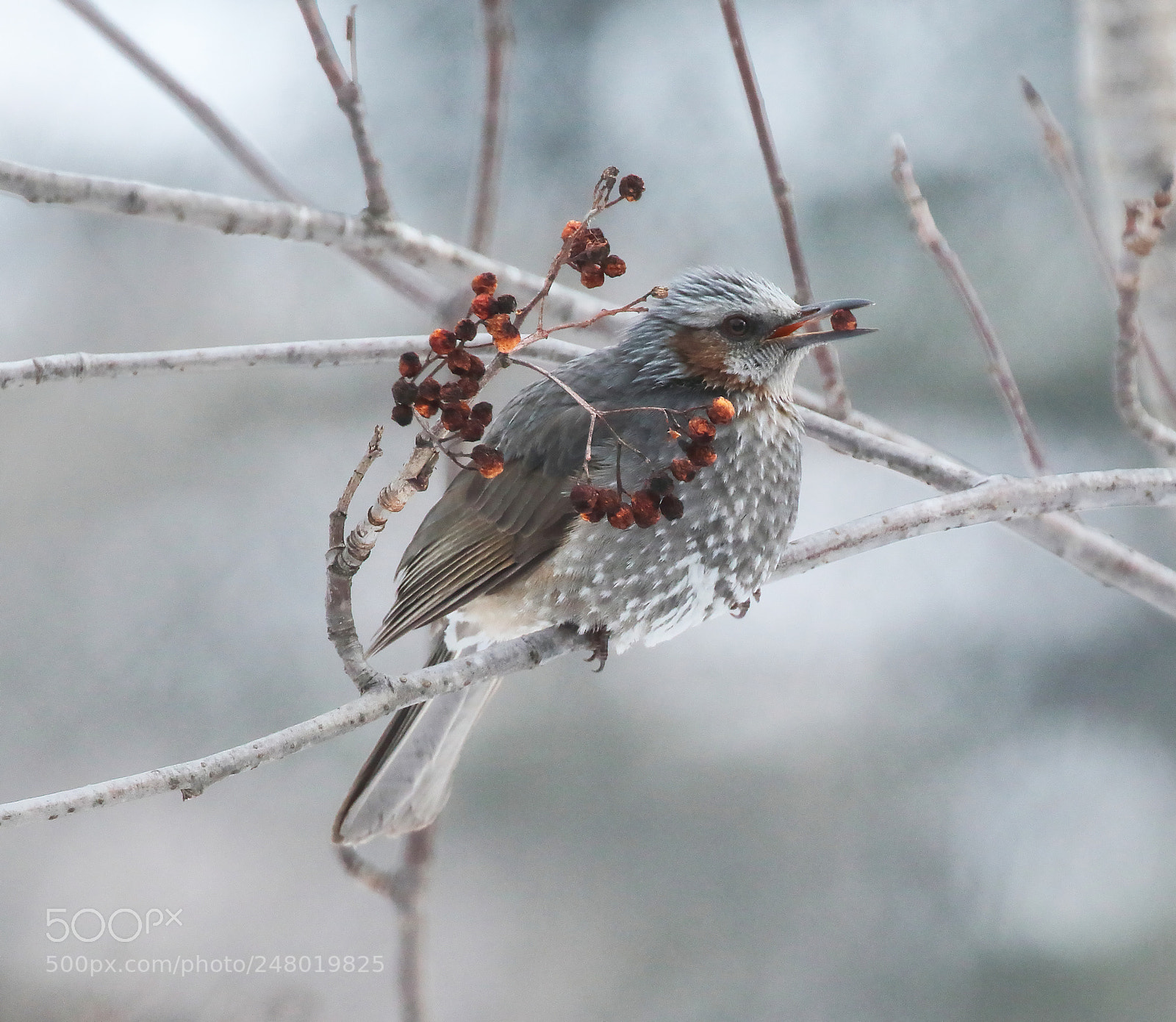 Canon EOS 7D Mark II sample photo. Brown-eared bulbul photography