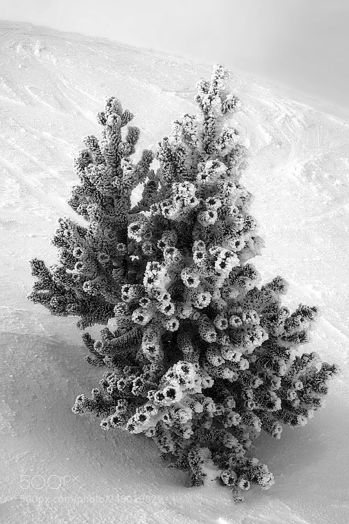 Sony ILCA-77M2 sample photo. Frozen tree photography