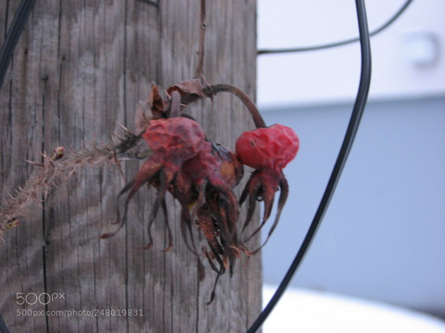 Canon POWERSHOT S3 IS sample photo. Red berries photography