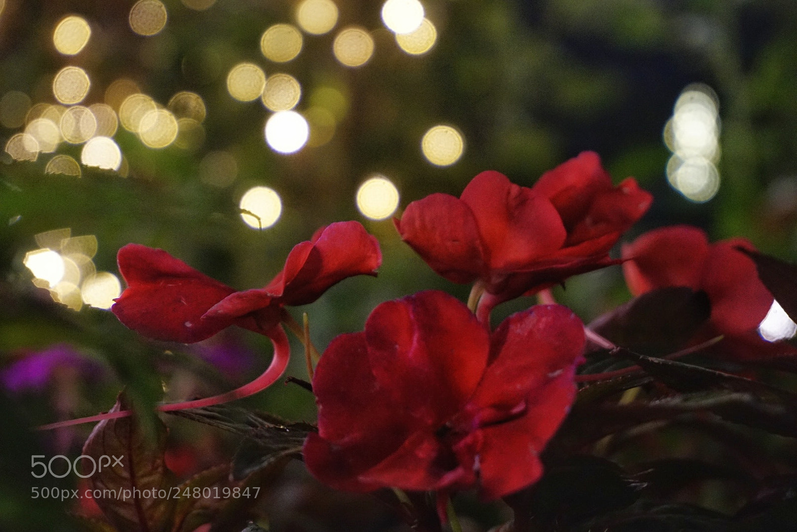 Sony Alpha a5000 (ILCE 5000) sample photo. Scarlet flowers photography
