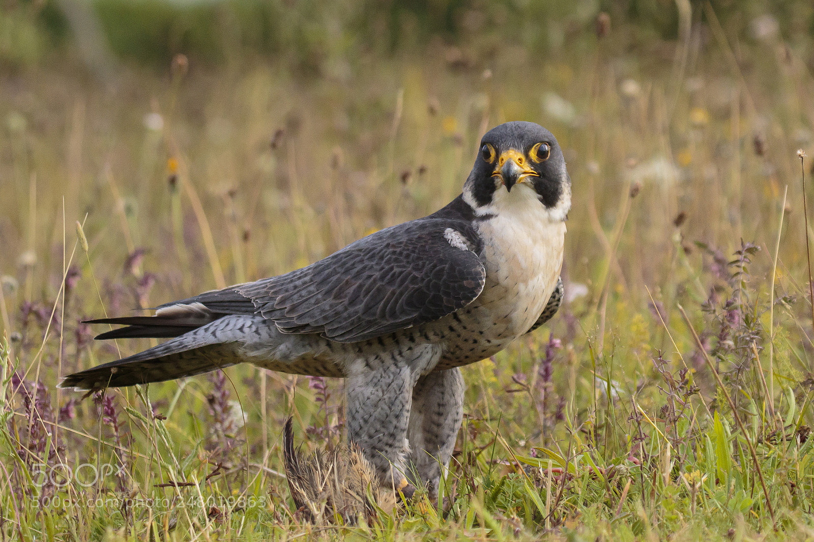 Canon EOS 7D Mark II sample photo. Peregrine falcon photography