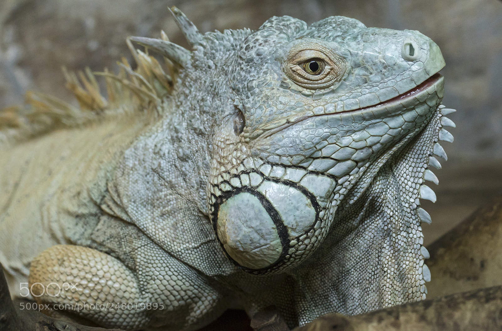 Canon EOS 7D Mark II sample photo. Lizard photography