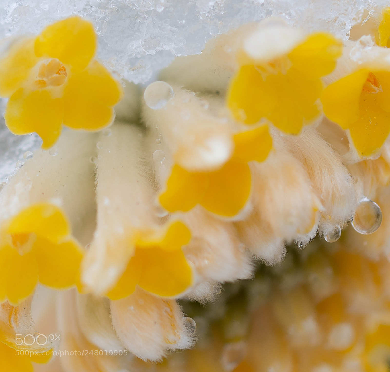 Nikon D7200 sample photo. I feel yellow. photography