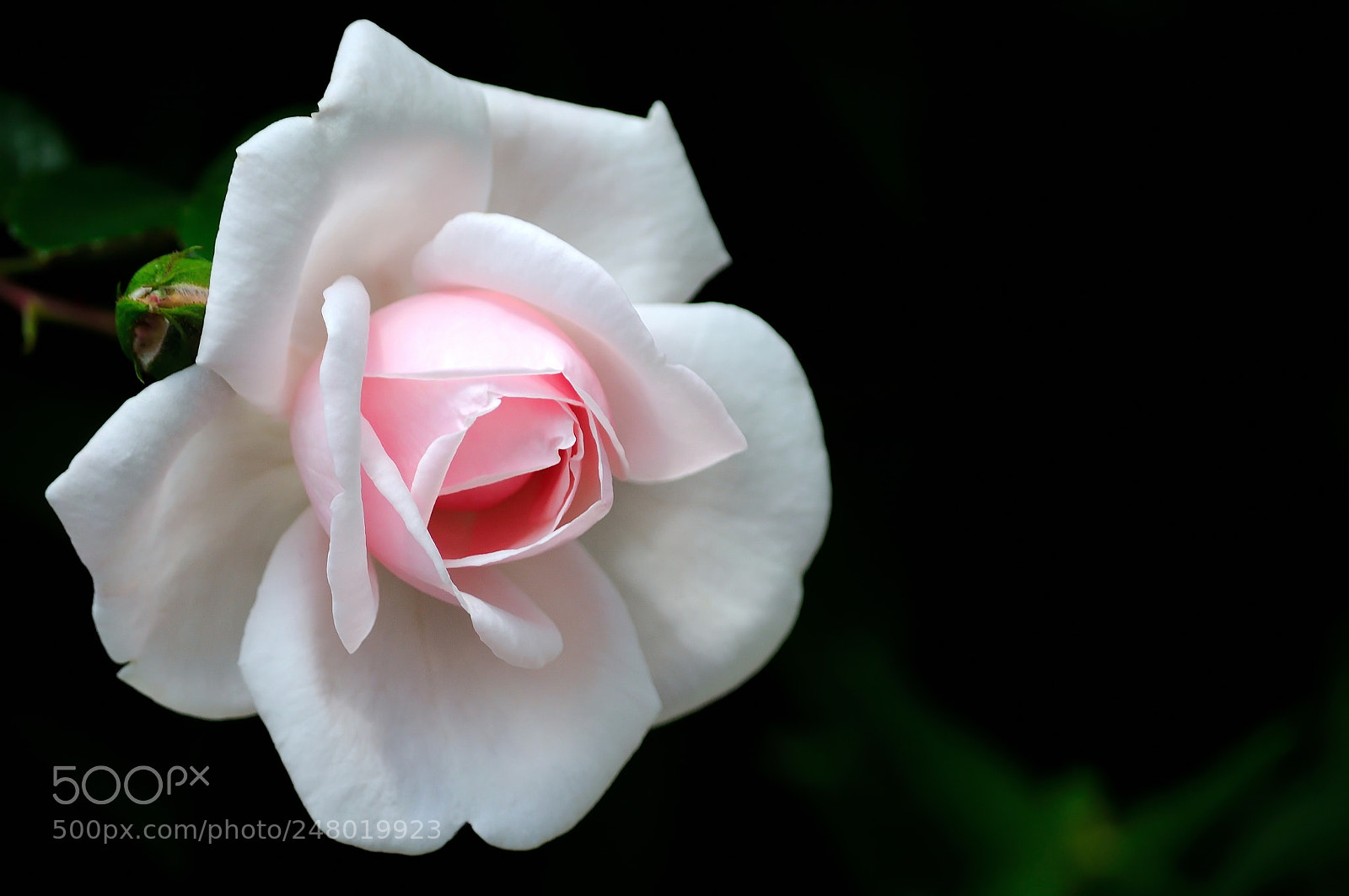 Nikon D5000 sample photo. Rose photography