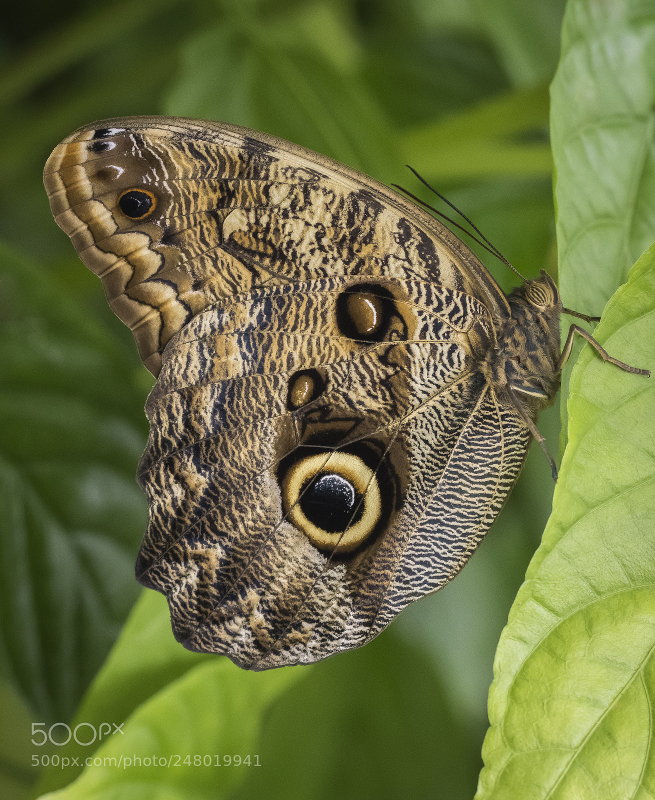 Canon EOS 7D Mark II sample photo. Butterfly photography
