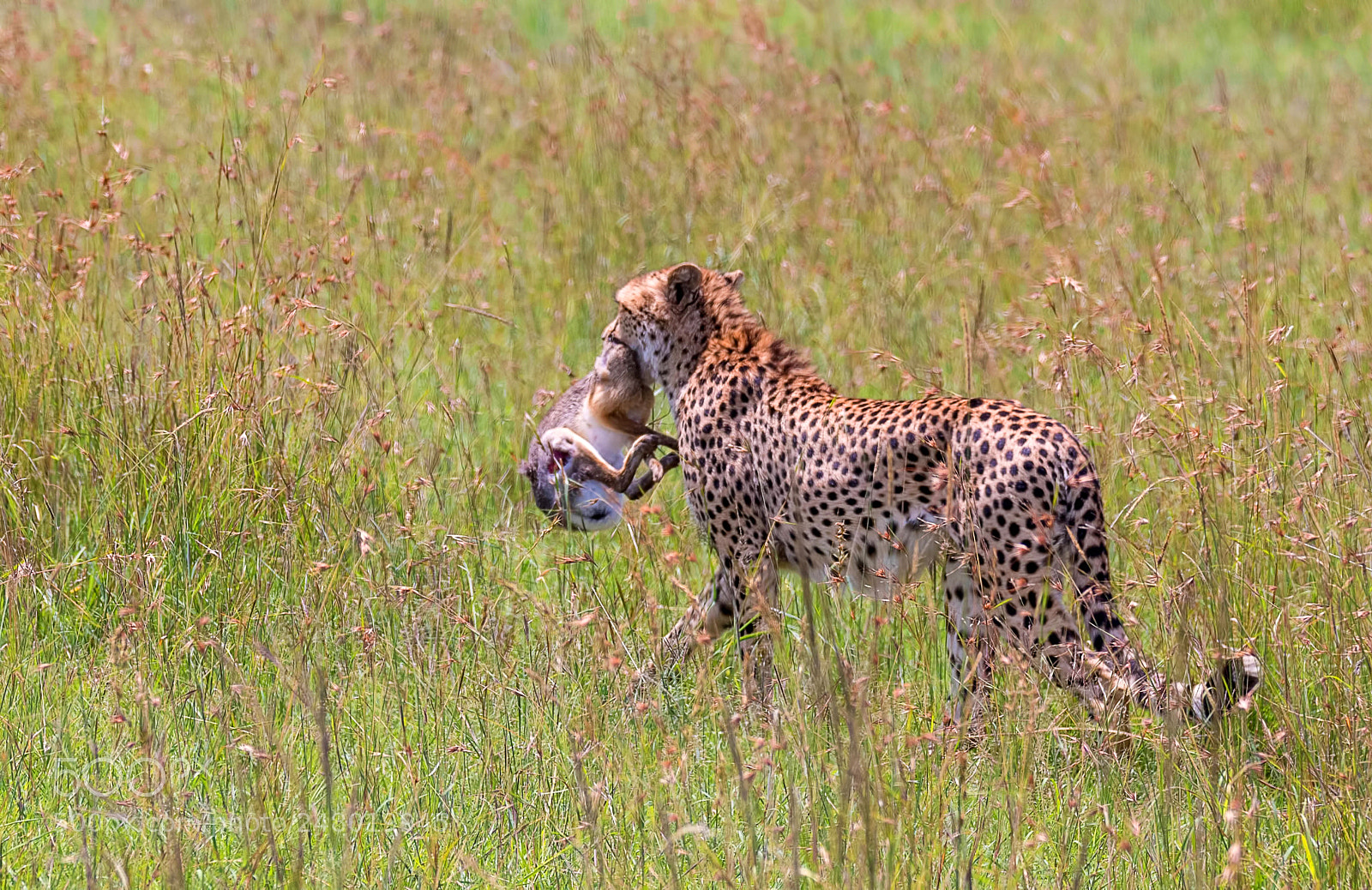 Nikon D500 sample photo. Cheetah with prey photography