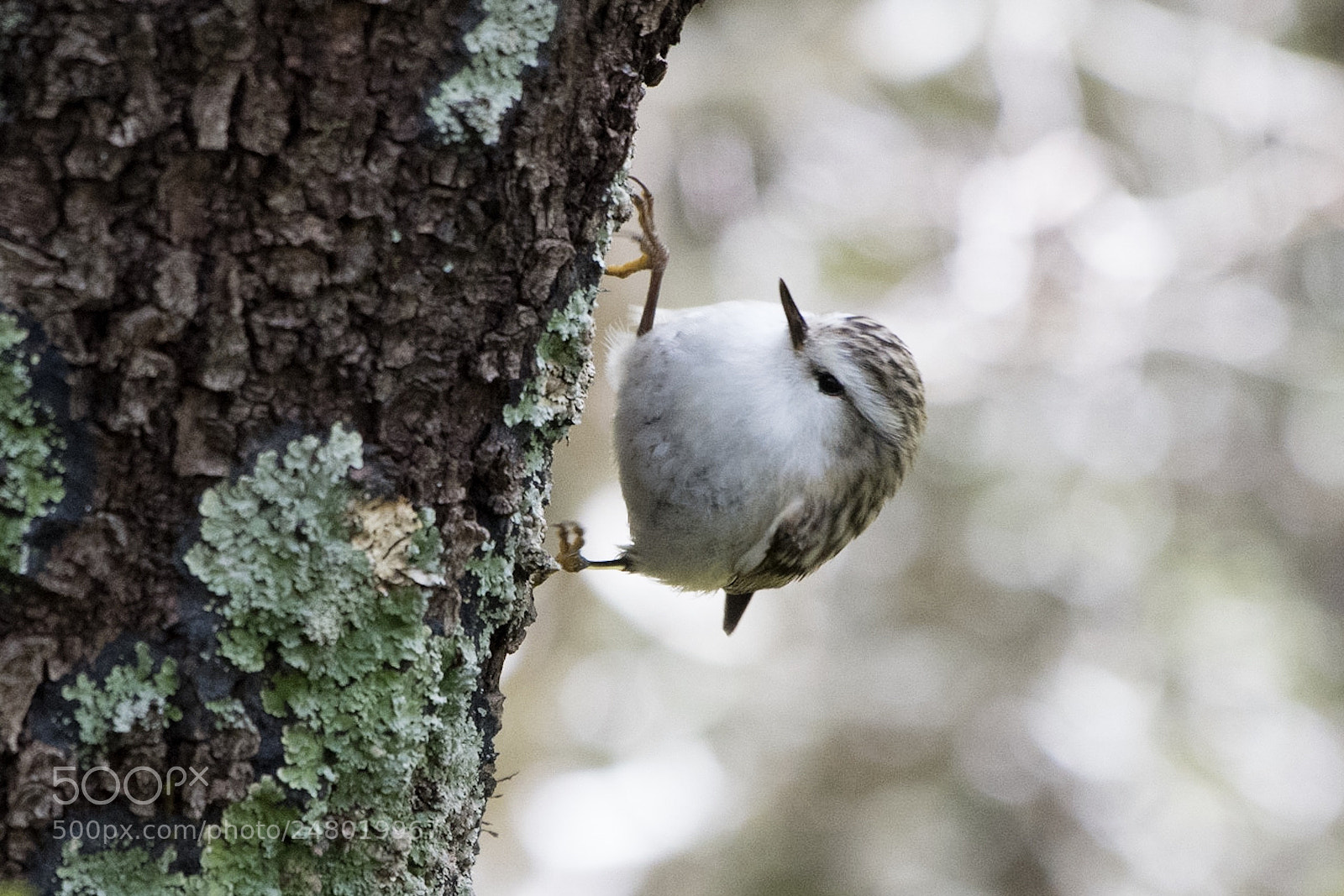 Nikon D500 sample photo. Rifleman / tītipounamu ♀ photography