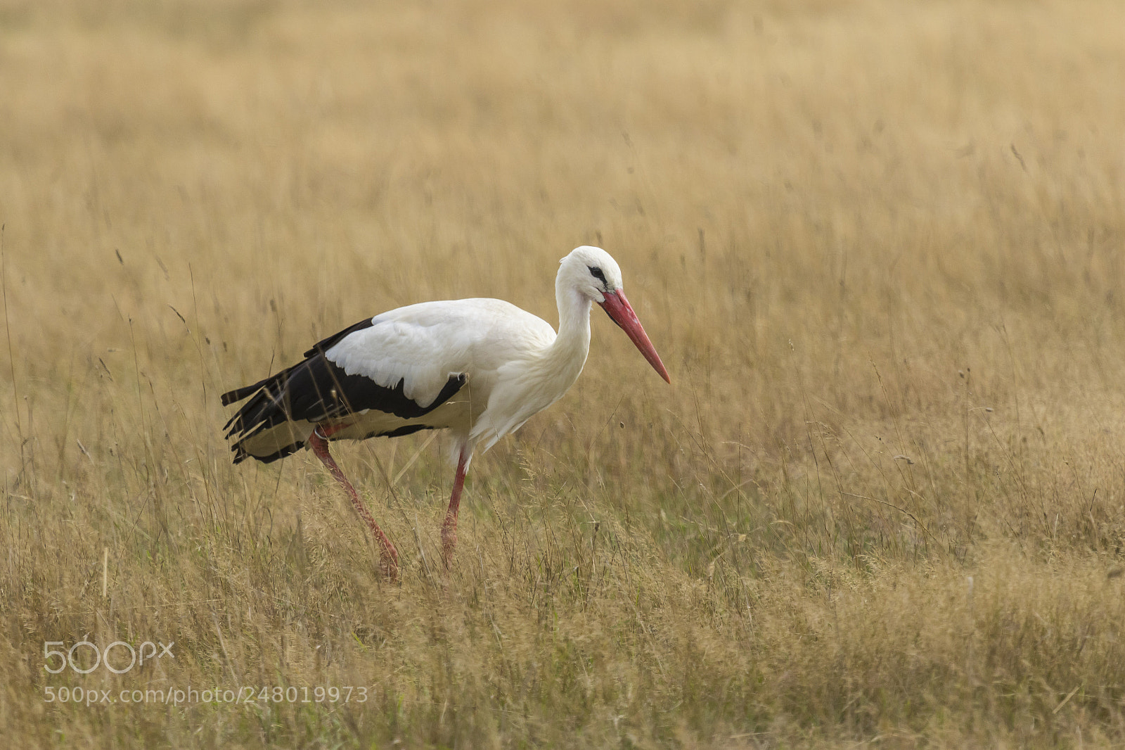 Canon EOS 7D Mark II sample photo. Stork photography