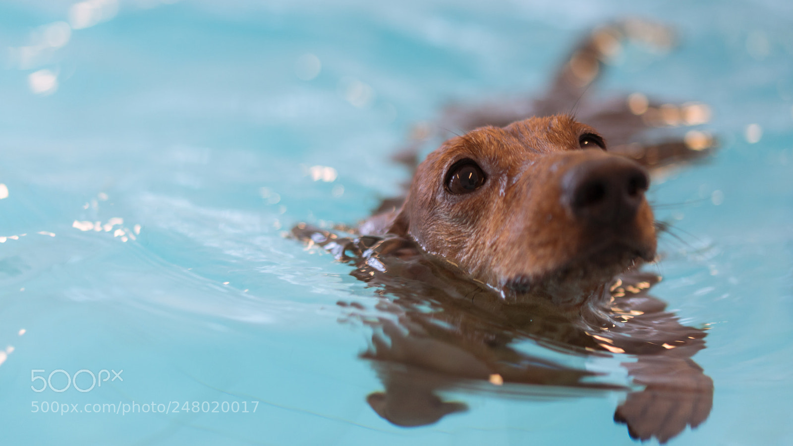 Sony a6300 sample photo. Dachshund swimming in blue photography