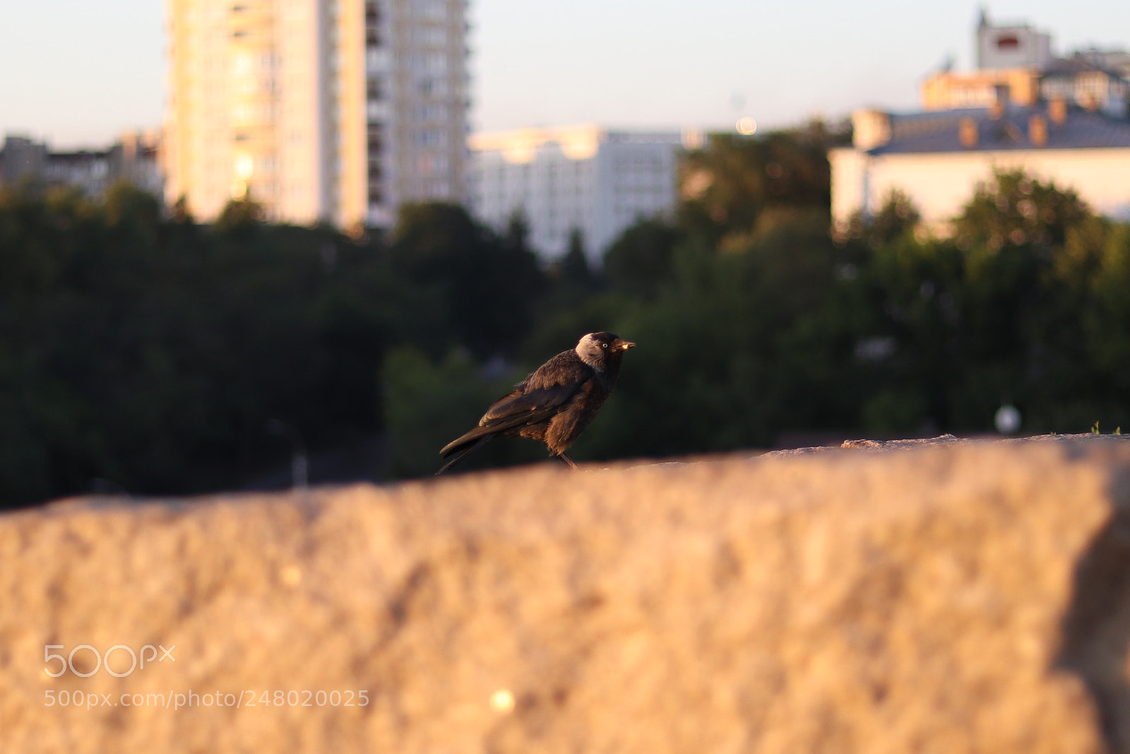 Canon EOS 800D (EOS Rebel T7i / EOS Kiss X9i) sample photo. Little crow in sunrise photography