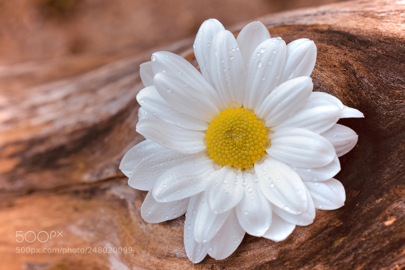 Nikon D5600 sample photo. Innocence photography