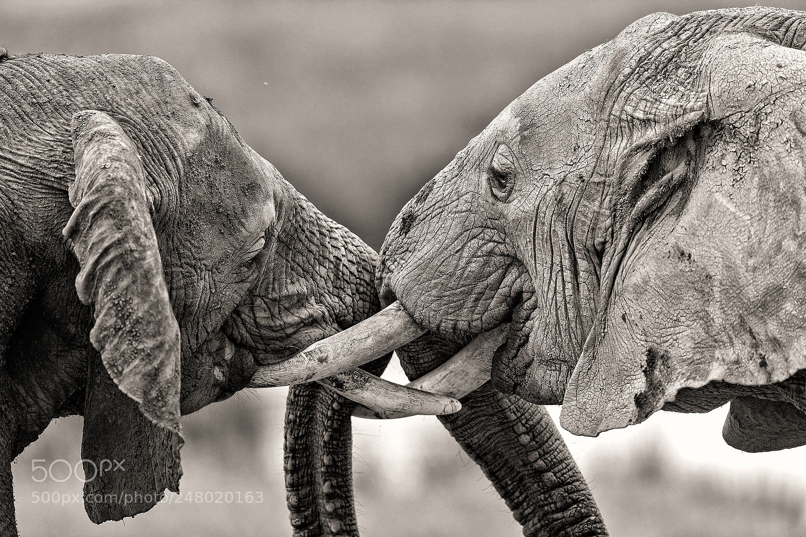 Canon EOS-1D X sample photo. Tusks photography