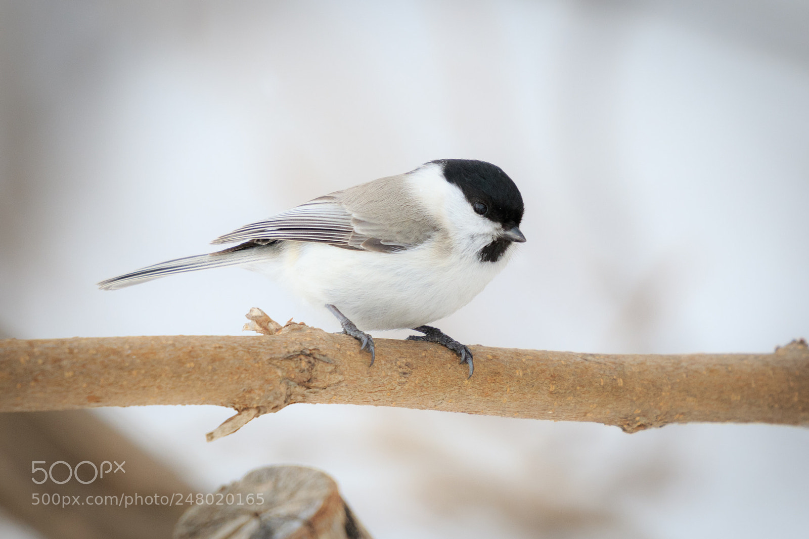 Canon EOS 7D Mark II sample photo. Marsh tit photography