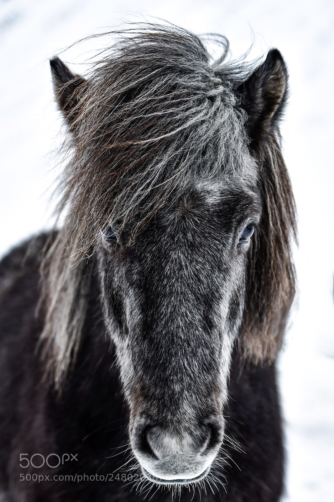 Nikon D500 sample photo. Icelandic horse photography