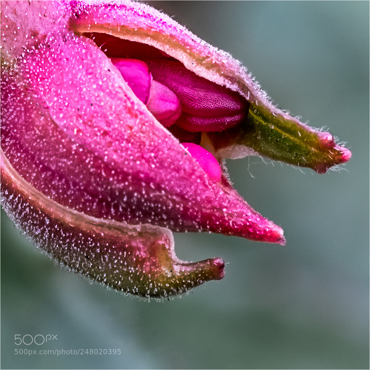 Fujifilm X-T10 sample photo. Fuchsia bud photography