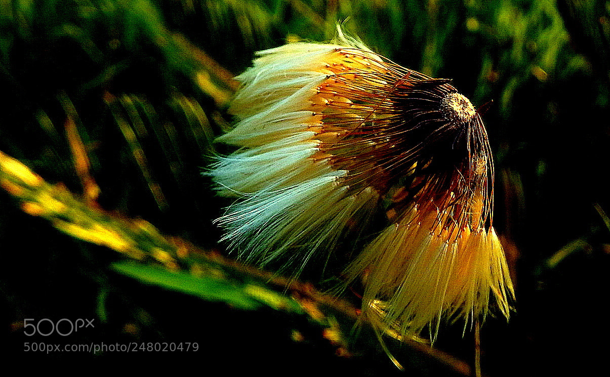 Fujifilm FinePix SL1000 sample photo. Dandelion ... photography