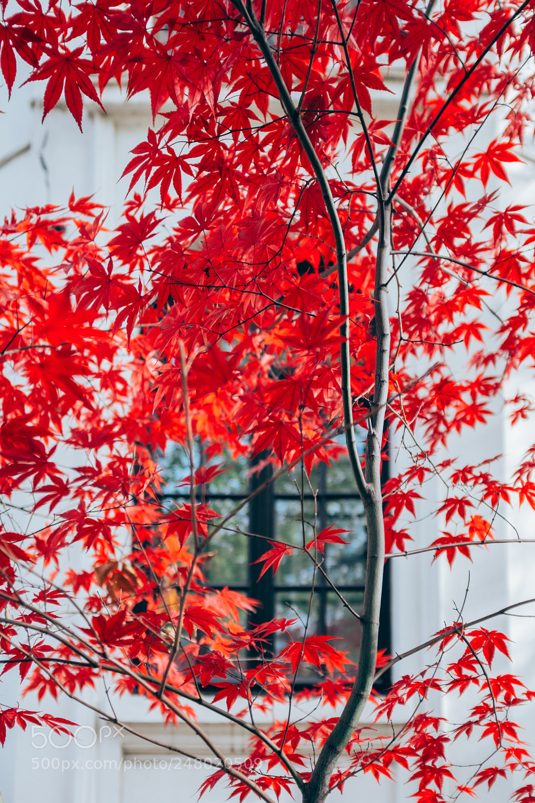 Fujifilm X100S sample photo. Faranume photography