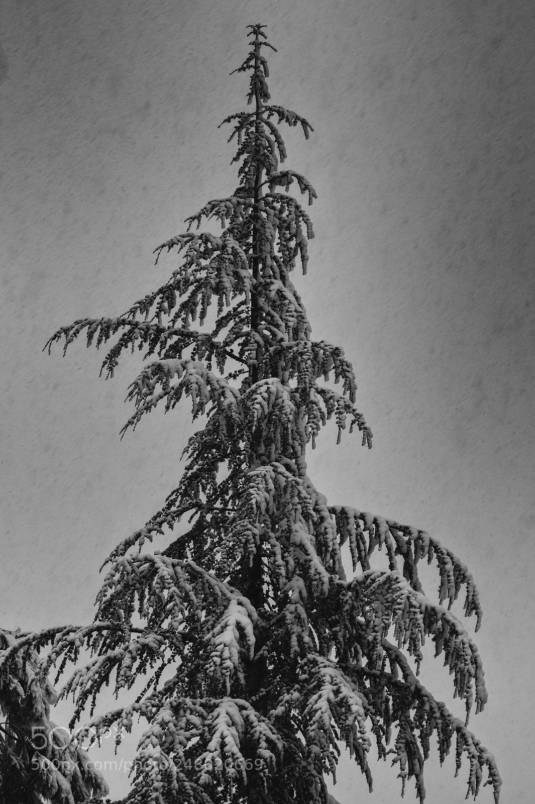 Sony SLT-A58 sample photo. Abete sotto neve photography