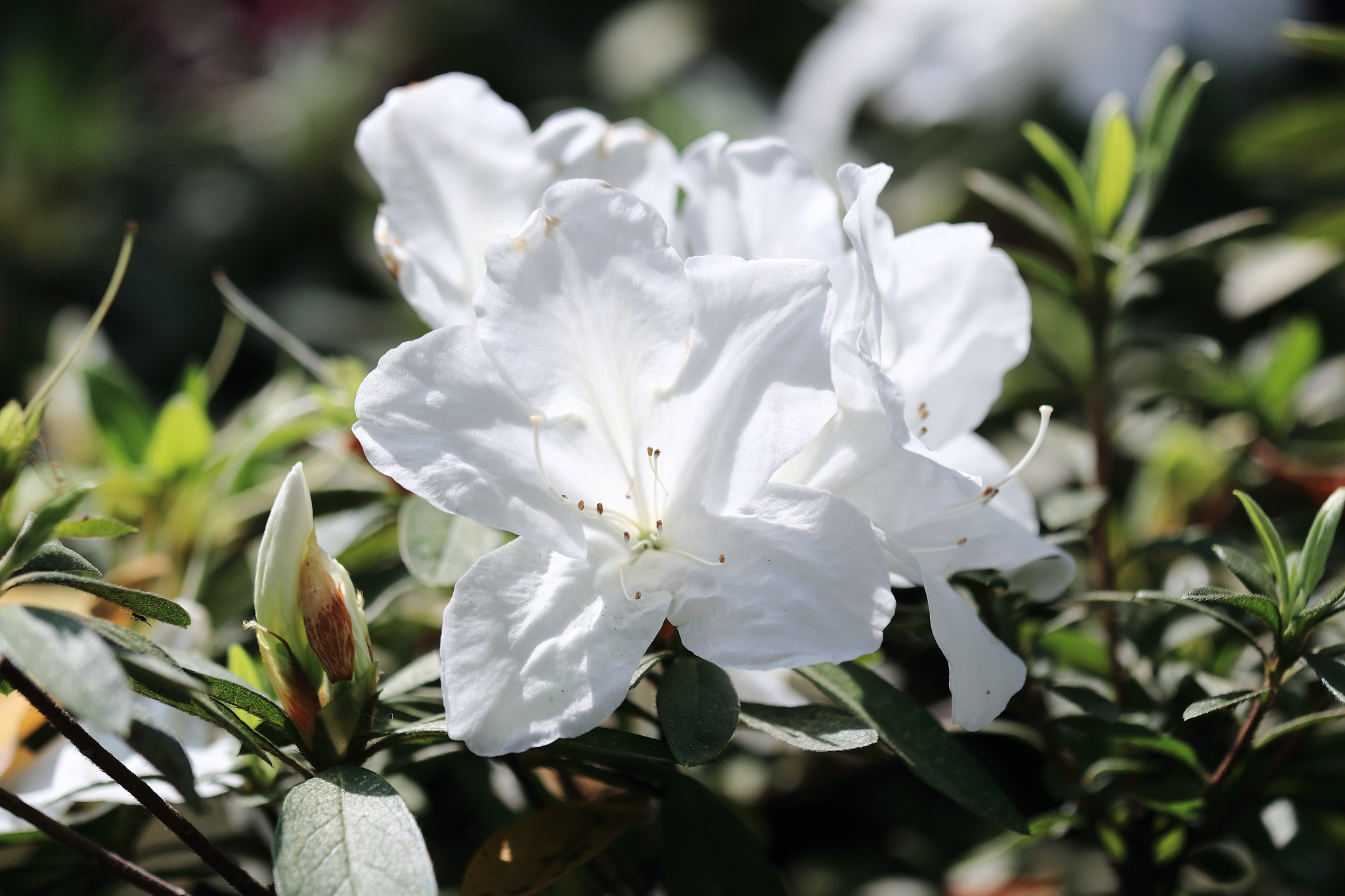 Canon EOS 70D + Canon EF 70-200mm F4L IS USM sample photo. Img_3657m 真っ白のツツジ. pure white flower photography