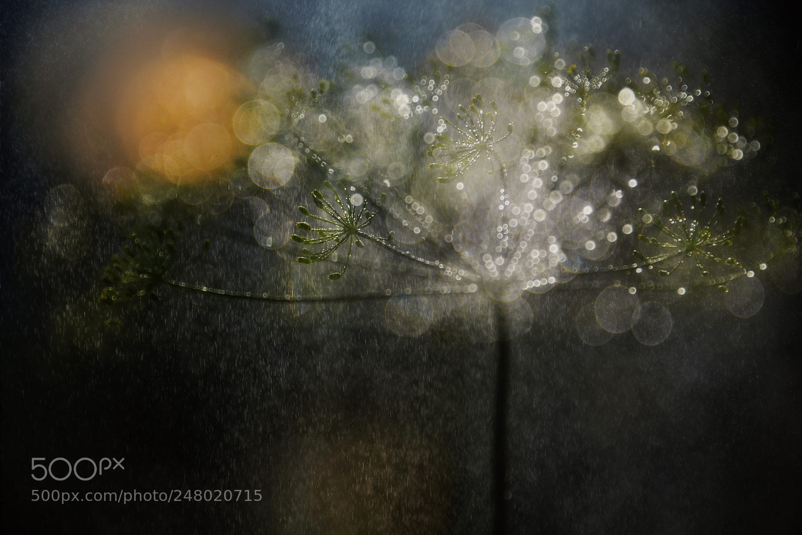 Nikon D600 sample photo. Rainy ll photography
