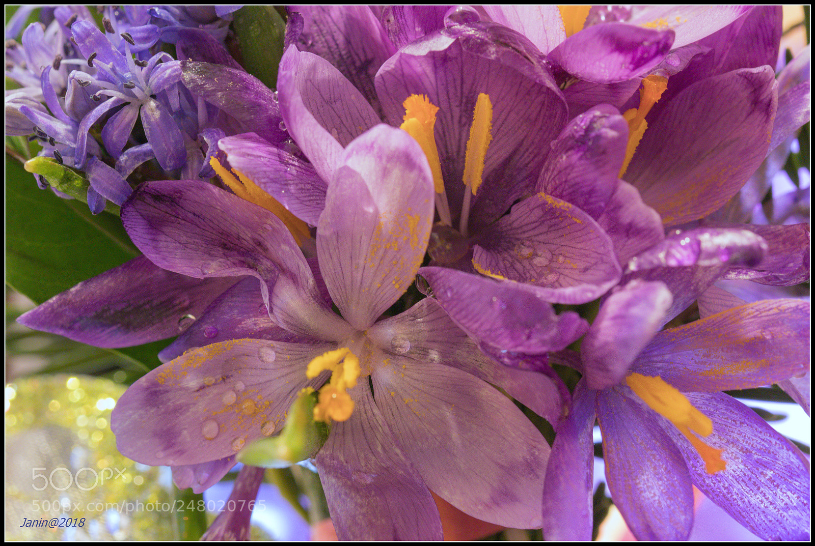 Canon EOS 77D (EOS 9000D / EOS 770D) sample photo. Beautiful spring flowers photography