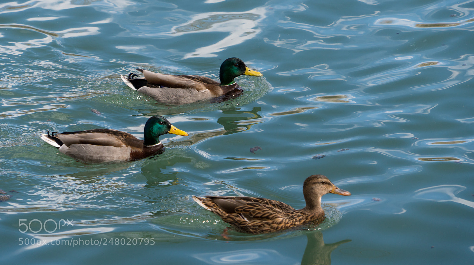 Sony a7R III sample photo. Three birds photography