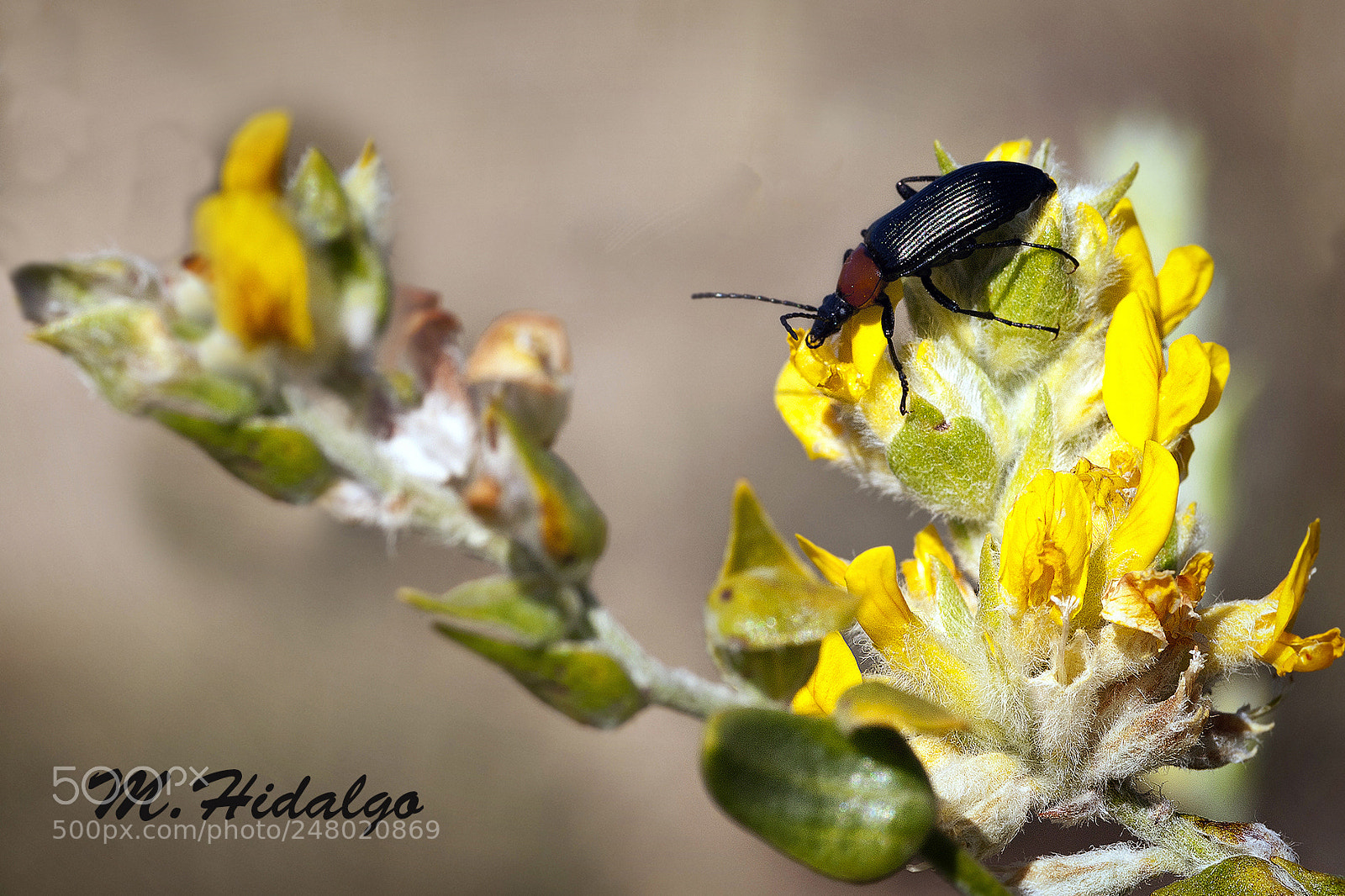 Nikon D700 sample photo. Macro photography