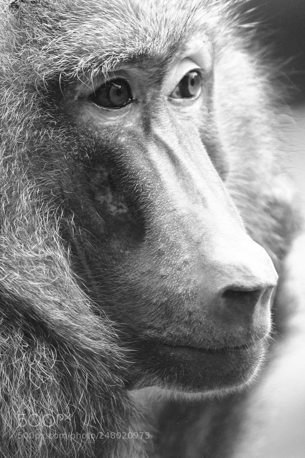 Canon EOS 550D (EOS Rebel T2i / EOS Kiss X4) sample photo. Side of monkey photography