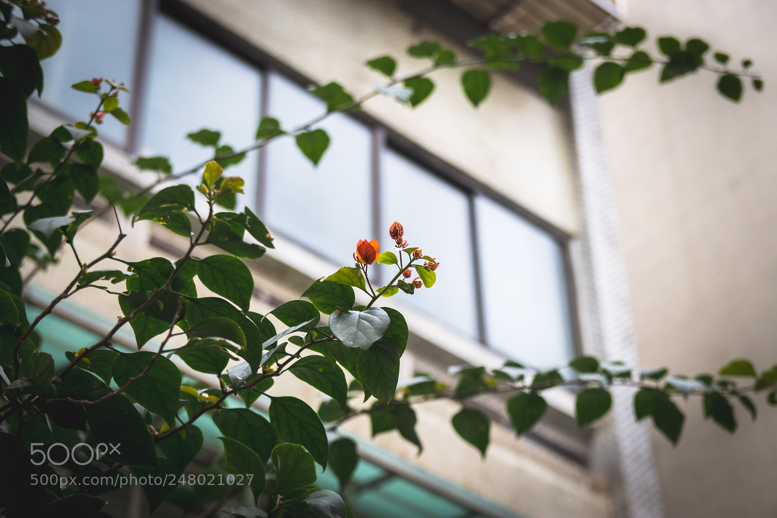 Canon EOS 80D sample photo. *** photography