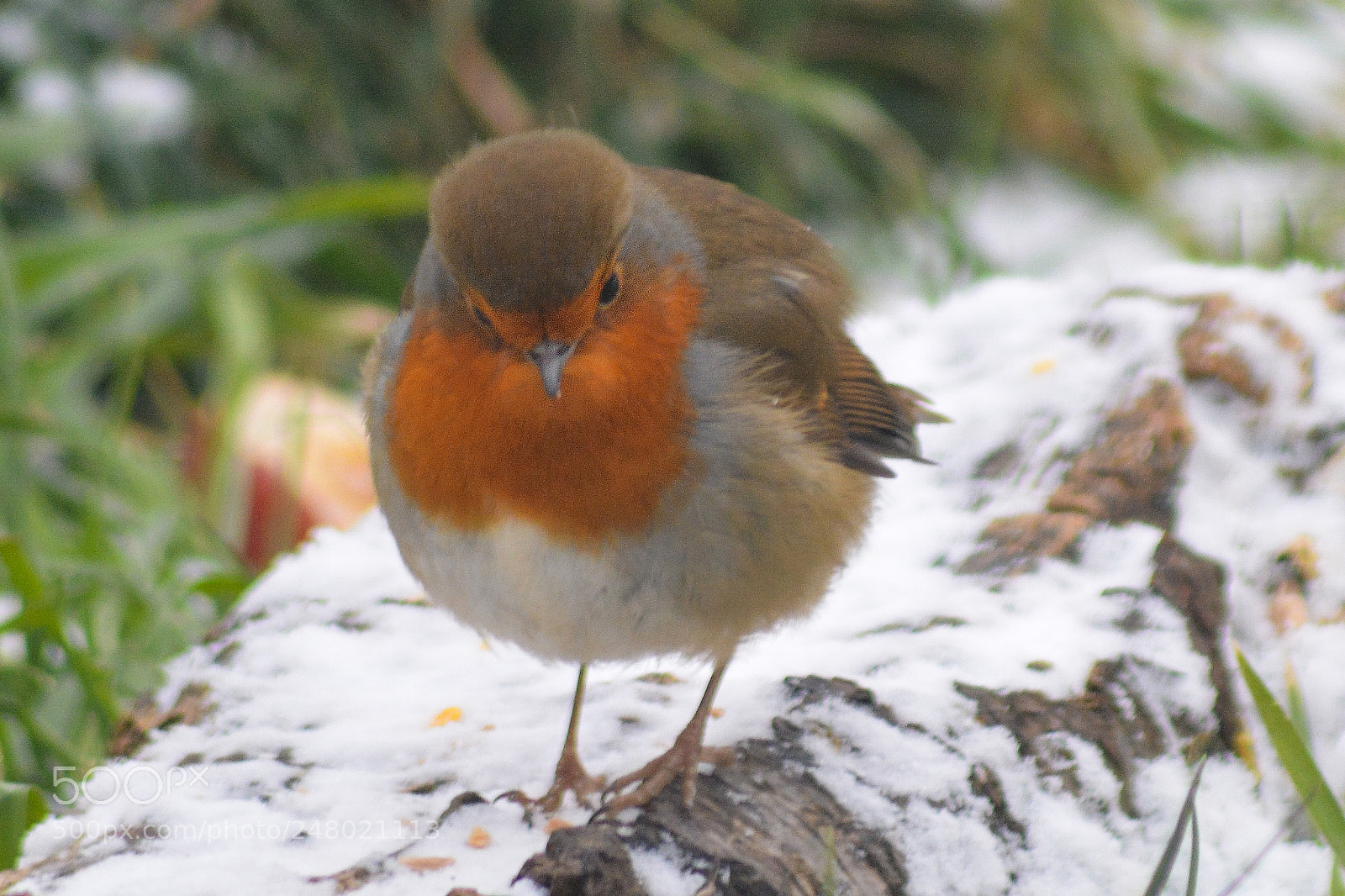 Nikon D5200 sample photo. Visitor to our garden photography