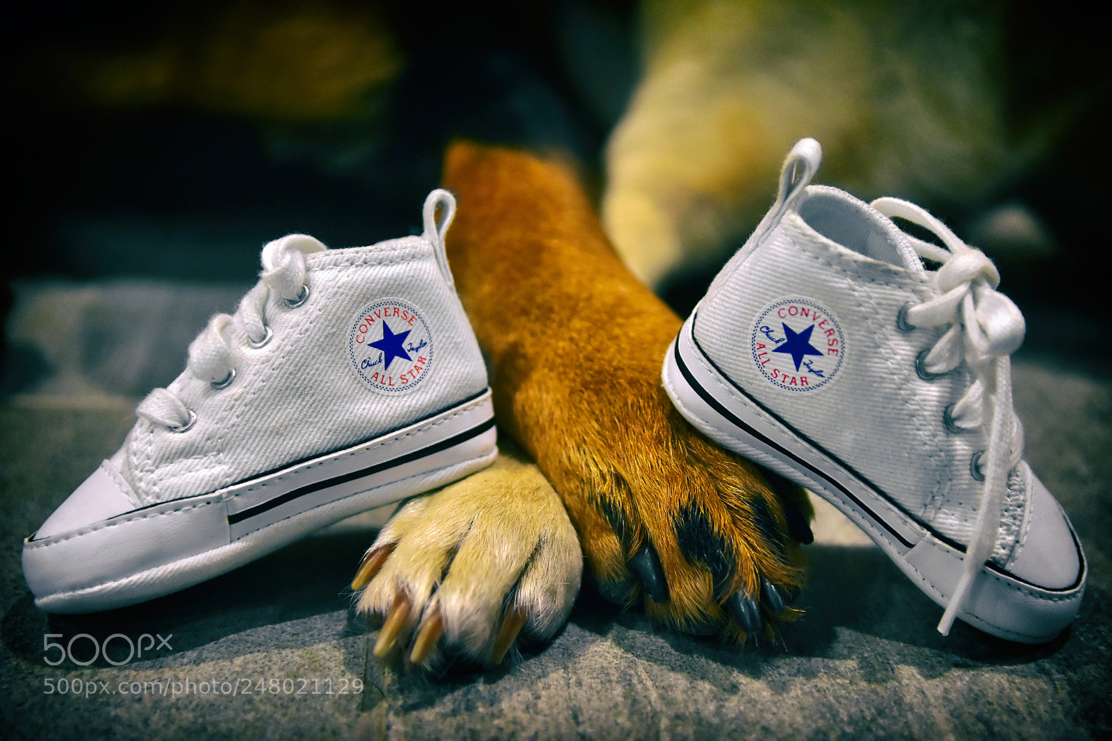 Nikon D7200 sample photo. Dogs&baby photography