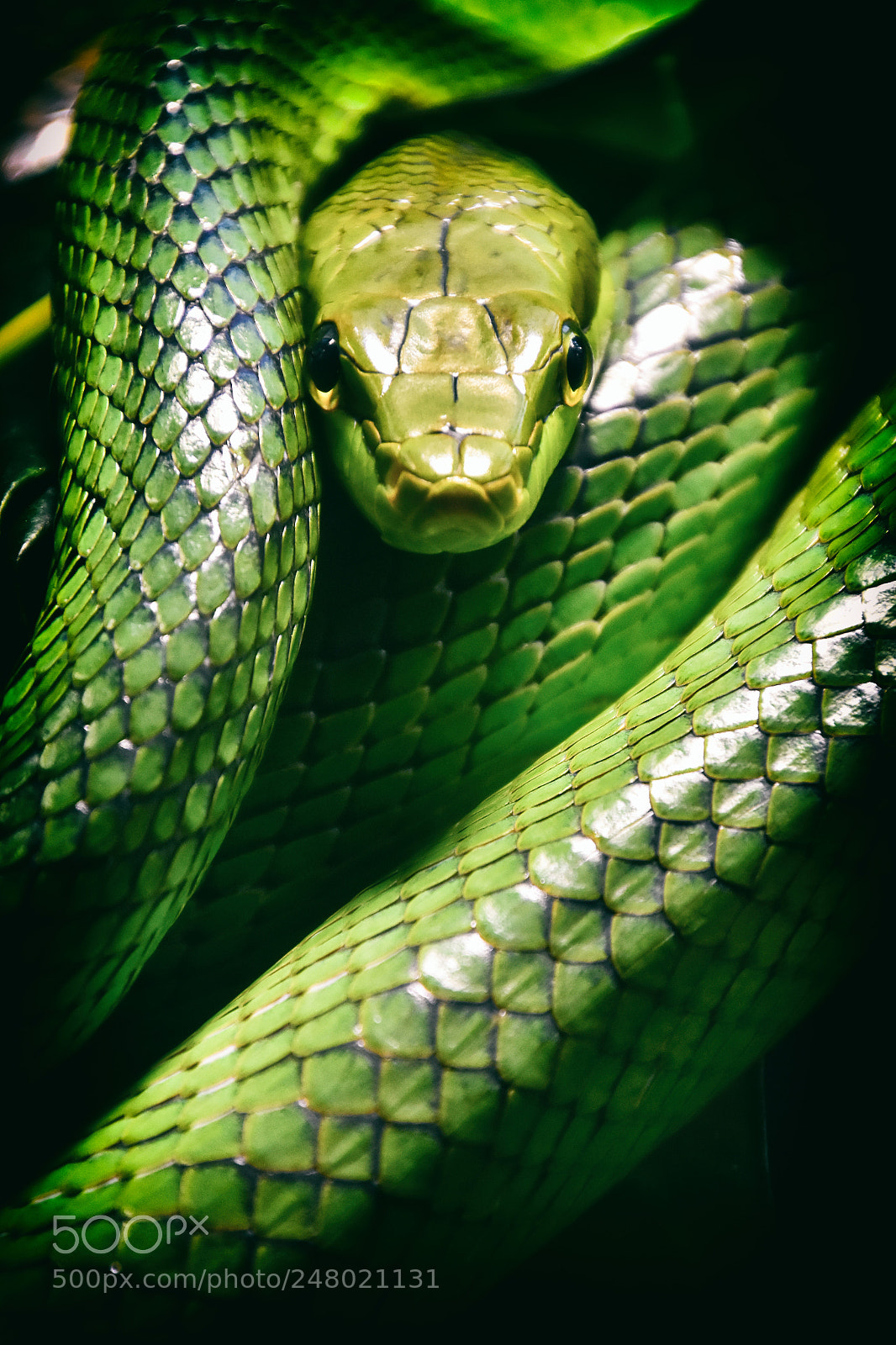 Nikon D7200 sample photo. Green mamba photography