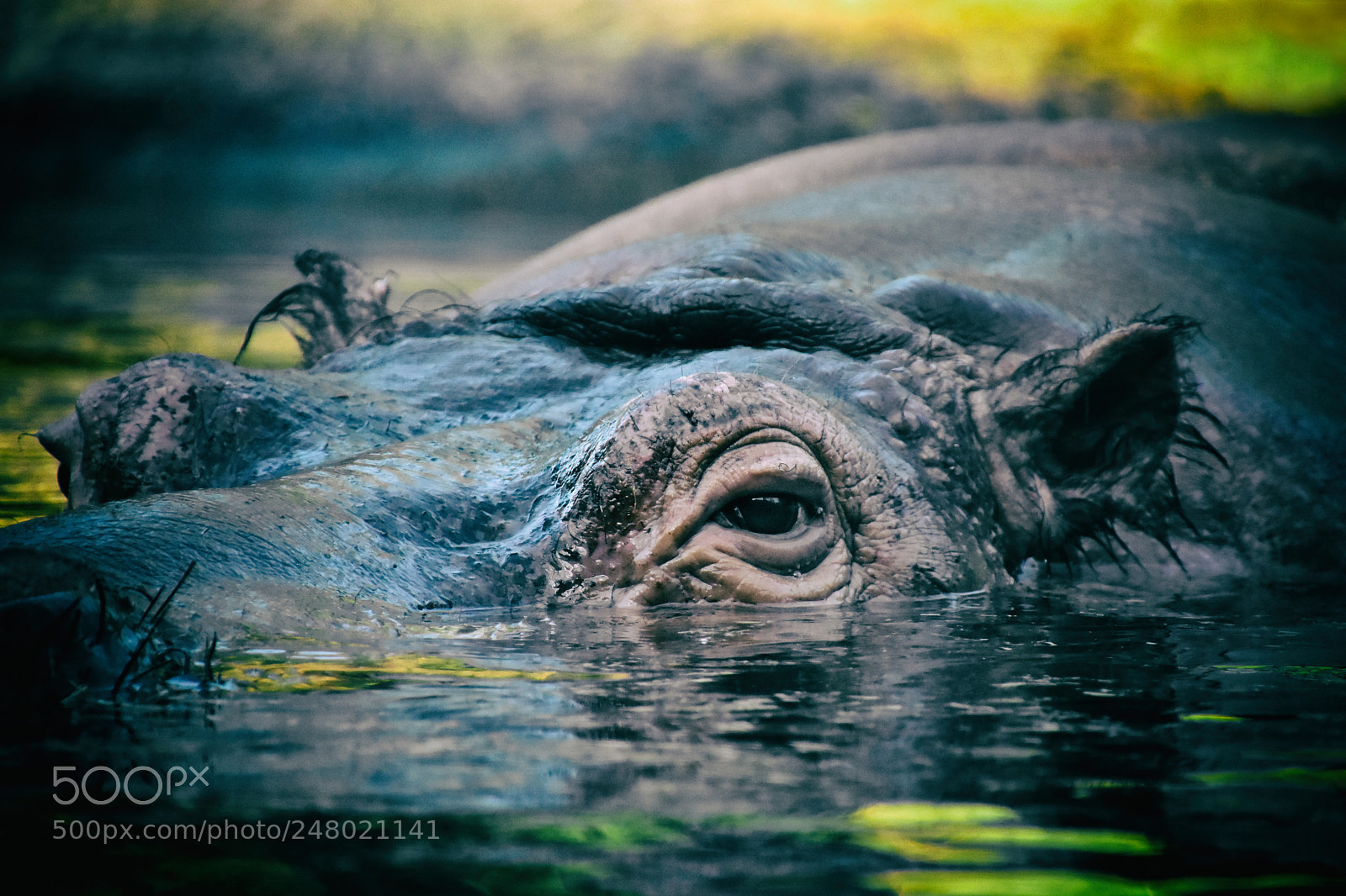Nikon D7200 sample photo. Hippo photography