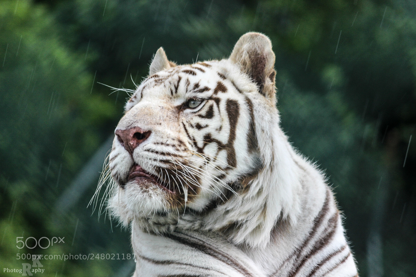 Canon EOS 600D (Rebel EOS T3i / EOS Kiss X5) sample photo. White tiger photography