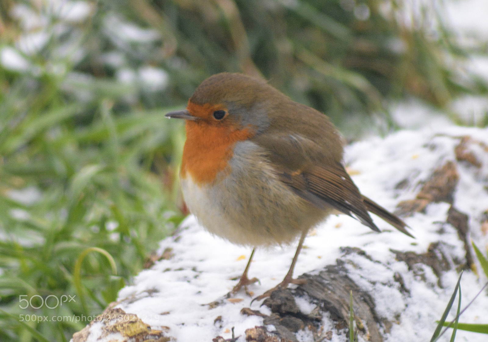 Nikon D5200 sample photo. Visitor to our garden photography