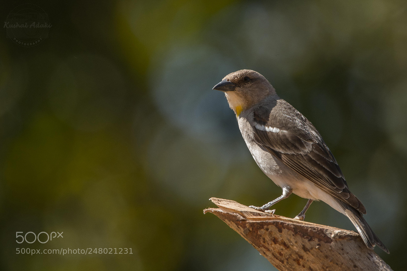 Nikon D500 sample photo. Chestnut shouldered petronia photography
